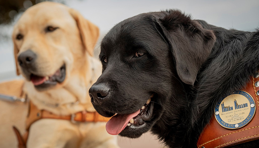 Due cani labrador con pettoria cane guida